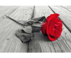 Red Rose on Wood - colourlight Foto - Blumen Poster Rote Rose - GrÃ¶sse 91,5x61 cm