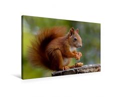 Premium Textil-Leinwand 75 x 50 cm Quer-Format Eichhörnchen Kinder - Zufriedener Blick | Wandbild, HD-Bild auf Keilrahmen, Fertigbild auf hochwertigem Vlies, Leinwanddruck von Tine Meier