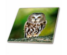 3dRose Colorado. Us06 Bja0052 Jaynes Gallery Keramikfliese, 20 cm (ct_88821_3)