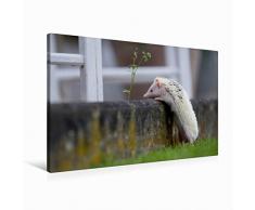 Premium Textil-Leinwand 90 x 60 cm Quer-Format Afrikanischer Weißbauchigel - auf Entdeckungstour | Wandbild, HD-Bild auf Keilrahmen, Fertigbild auf hochwertigem Vlies, Leinwanddruck von Andreas und Marina Zimmermann Fotografie GbR