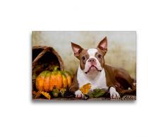 Premium Textil-Leinwand 45 x 30 cm Quer-Format Colored Boston Terrier Roxy Herbststimmung | Wandbild, HD-Bild auf Keilrahmen, Fertigbild auf hochwertigem Vlies, Leinwanddruck von Nicola Kassat Fotografie