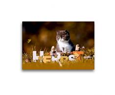 Premium Textil-Leinwand 45 x 30 cm Quer-Format Katzenkinder - Britisch Kurzhaar | Wandbild, HD-Bild auf Keilrahmen, Fertigbild auf hochwertigem Vlies, Leinwanddruck von Wabi Sabi Fotografie by Janina Bürger