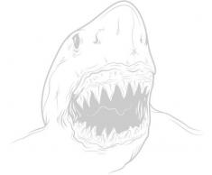 INDIGOS 4051095059165 Wandtattoo W626 Hai 80 x 44 cm, Wandaufkleber in 3 Größen, silber