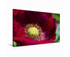 Premium Textil-Leinwand 75 x 50 cm Quer-Format Dunkelroter Mohn im Garten | Wandbild, HD-Bild auf Keilrahmen, Fertigbild auf hochwertigem Vlies, Leinwanddruck von Martina Cross