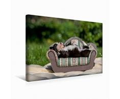 Premium Textil-Leinwand 45 x 30 cm Quer-Format Border Collie Welpe liegt auf kleinem Sofa | Wandbild, HD-Bild auf Keilrahmen, Fertigbild auf hochwertigem Vlies, Leinwanddruck von Andrea Mayer Tierfotografie