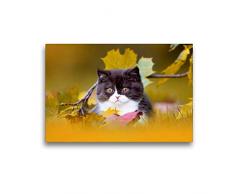 Premium Textil-Leinwand 45 x 30 cm Quer-Format BKH Katzenkind im Herbst | Wandbild, HD-Bild auf Keilrahmen, Fertigbild auf hochwertigem Vlies, Leinwanddruck von Wabi Sabi Fotografie by Janina Bürger