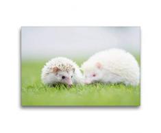 Premium Textil-Leinwand 75 x 50 cm Quer-Format Afrikanischer Weißbauchigel - nicht immer nur ein Einzelgänger | Wandbild, HD-Bild auf Keilrahmen, Fertigbild auf hochwertigem Vlies, Leinwanddruck von Andreas und Marina Zimmermann Fotografie GbR