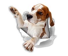 Winston & Bear 3D Hund Aufkleber - 2 Pack - Beagle Aufkleber für Wand, Kühlschrank Beagle Aufkleber zu erreichen