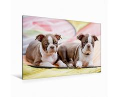 Premium Textil-Leinwand 120 x 80 cm Quer-Format Colored Boston Terrier Geschwister Red/White | Wandbild, HD-Bild auf Keilrahmen, Fertigbild auf hochwertigem Vlies, Leinwanddruck von Nicola Kassat Fotografie