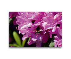 Premium Textil-Leinwand 75 cm x 50 cm quer Hummel in rosa Rhododendron Blüte | Wandbild, Bild auf Keilrahmen, Fertigbild auf echter Leinwand, Leinwanddruck: Insekten und Pflanzen (CALVENDO Hobbys);CALVENDO Hobbys