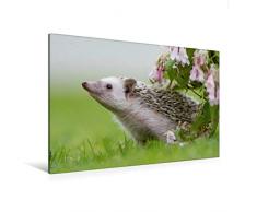 Premium Textil-Leinwand 120 x 80 cm Quer-Format Afrikanische Weißbauchigel | Wandbild, HD-Bild auf Keilrahmen, Fertigbild auf hochwertigem Vlies, Leinwanddruck von Andreas und Marina Zimmermann Fotografie GbR