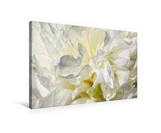 Calvendo Premium Textil-Leinwand 75 cm x 50 cm quer, WeiÃe Pfingstrose | Wandbild, Bild auf Keilrahmen, Fertigbild auf echter Leinwand, Leinwanddruck Natur Natur