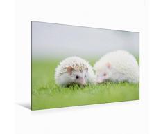 Premium Textil-Leinwand 120 x 80 cm Quer-Format Afrikanischer Weißbauchigel - nicht immer nur ein Einzelgänger | Wandbild, HD-Bild auf Keilrahmen, Fertigbild auf hochwertigem Vlies, Leinwanddruck von Andreas und Marina Zimmermann Fotografie GbR