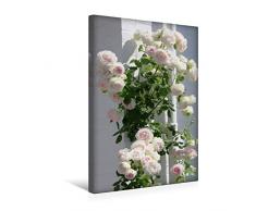 Premium Textil-Leinwand 30 cm x 45 cm hoch Kletterrose Sabrina