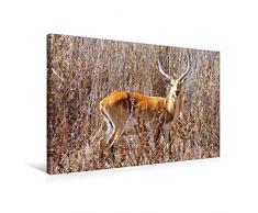 Premium Textil-Leinwand 75 x 50 cm Quer-Format RED LECHWE Rote Sumpfantilope im Südlichen Afrika | Wandbild, HD-Bild auf Keilrahmen, Fertigbild auf hochwertigem Vlies, Leinwanddruck von Barbara Fraatz