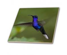 3dRose CT 205715 _ 1 violettdegenflügel Kolibri – Central America. – Keramik Fliesen, 10,2 cm