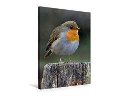 Calvendo Premium Textil-Leinwand 50 cm x 75 cm hoch, Rotkehlchen | Wandbild, Bild auf Keilrahmen, Fertigbild auf echter Leinwand, Leinwanddruck: Vögel im heimischen Garten Tiere Tiere