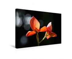Premium Textil-Leinwand 45 cm x 30 cm quer Prachtvolle Orchideen im Gegenlicht