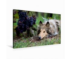 Premium Textil-Leinwand 75 x 50 cm Quer-Format Highland Hawk Fame in den Weinbergen | Wandbild, HD-Bild auf Keilrahmen, Fertigbild auf hochwertigem Vlies, Leinwanddruck von Andreas und Marina Zimmermann Fotografie GbR