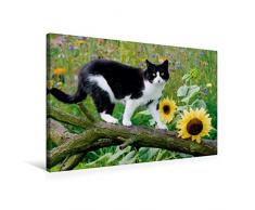 Calvendo Premium Textil-Leinwand 75 cm x 50 cm Quer, Schwarz-weiÃe Katze mit Sonnenblumen | Wandbild, Bild auf Keilrahmen, Fertigbild auf Echter Leinwand. Garten mit Sonnenblumen Tiere Tiere