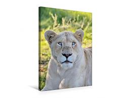 Premium Textil-Leinwand 50 x 75 cm Hoch-Format KATZEN PORTRAITS Weiße Löwen aus Afrika | Wandbild, HD-Bild auf Keilrahmen, Fertigbild auf hochwertigem Vlies, Leinwanddruck von N N