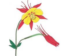 Indigos 4052166724845 Wandtattoo ME436 schÃ¶ne Orchidee 40 x 36 cm