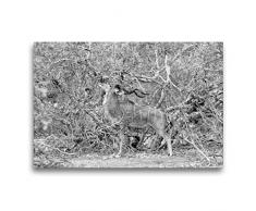 Premium Textil-Leinwand 75 x 50 cm Quer-Format Afrika: Männlicher Kudu im Moremi Games Reserve, Botswana | Wandbild, HD-Bild auf Keilrahmen, Fertigbild auf hochwertigem Vlies, Leinwanddruck von Angelika Stern
