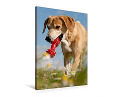 Calvendo Premium Textil-Leinwand 60 cm x 90 cm hoch, Lustiges Spielzeug | Wandbild, Bild auf Keilrahmen, Fertigbild auf echter Leinwand, Leinwanddruck: Windhund-Mischling Tiere Tiere