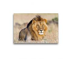 Premium Textil-Leinwand 45 x 30 cm Quer-Format Afrika: Majestätischer Löwe in der Masai Mara | Wandbild, HD-Bild auf Keilrahmen, Fertigbild auf hochwertigem Vlies, Leinwanddruck von Angelika Stern