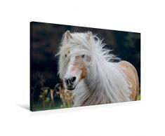 Calvendo Premium Textil-Leinwand 75 cm x 50 cm quer, EIN Motiv aus dem Kalender Haflinger Schönheiten | Wandbild, Bild auf Keilrahmen, Fertigbild auf echter Leinwand, Leinwanddruck Tiere Tiere