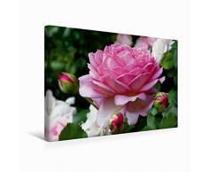 Premium Textil-Leinwand 45 x 30 cm Quer-Format Englische Rosen im Garten | Wandbild, HD-Bild auf Keilrahmen, Fertigbild auf hochwertigem Vlies, Leinwanddruck von Martina Cross