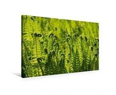 CALVENDO Premium Textil-Leinwand 90 cm x 60 cm quer, Farn | Wandbild, Bild auf Keilrahmen, Fertigbild auf echter Leinwand, Leinwanddruck: Wildpflanzen und Pflanzen Natur Natur