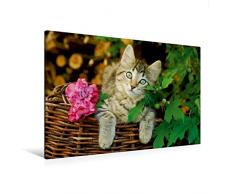 Premium Textil-Leinwand 120 x 80 cm Quer-Format Niedliches junges KÃ¤tzchen auf einem Weidenkorb | Wandbild, HD-Bild auf Keilrahmen, Fertigbild auf hochwertigem Vlies, Leinwanddruck von Katho Menden