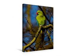 Premium Textil-Leinwand 50 cm x 75 cm hoch, Halsbandsittich/Alexandersittich | Wandbild, Bild auf Keilrahmen, Fertigbild auf echter Leinwand, Leinwanddruck: Einwanderer aus Afrika (CALVENDO Tiere);CALVENDO Tiere