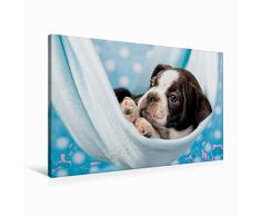 Premium Textil-Leinwand 90 x 60 cm Quer-Format Colored Boston Terrier Blue/White | Wandbild, HD-Bild auf Keilrahmen, Fertigbild auf hochwertigem Vlies, Leinwanddruck von Nicola Kassat Fotografie