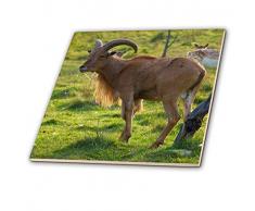 3dRose CT 202419 _ 4 Wild Goat auf der Wiese Keramik Fliesen, 30,5 cm
