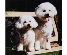 3dRose CT 88774 _ 3 Zwei bishon Frise Hund – US05 zmu0060 – Zandria Muench Beraldo – Keramik Fliesen, 20,3 cm