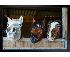 Foto-Poster Happy Horse Faces in Stable, 45,7 x 30,5 cm Framed in Black Wood 20x14 inch Multi-Color / 13177