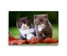 Premium Textil-Leinwand 75 x 50 cm Quer-Format Britisch Kurzhaar Kitten - Schwestern | Wandbild, HD-Bild auf Keilrahmen, Fertigbild auf hochwertigem Vlies, Leinwanddruck von Wabi Sabi Fotografie by Janina Bürger