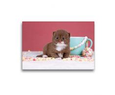 Premium Textil-Leinwand 45 x 30 cm Quer-Format Katzenkinder - Britisch Kurzhaar | Wandbild, HD-Bild auf Keilrahmen, Fertigbild auf hochwertigem Vlies, Leinwanddruck von Wabi Sabi Fotografie by Janina Bürger