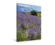 Calvendo Premium Textil-Leinwand 60 cm x 90 cm hoch, Lavdendel am Mont Ventoux | Wandbild, Bild auf Keilrahmen, Fertigbild auf echter Leinwand, Leinwanddruck: Kalender Provence Momente Orte Orte