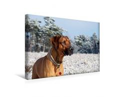Premium Textil-Leinwand 45 cm x 30 cm quer, Ein Motiv aus dem Kalender Ridgebacks - Hunde aus Afrika | Wandbild, Bild auf Keilrahmen, Fertigbild auf echter Leinwand, Leinwanddruck (CALVENDO Tiere);CALVENDO Tiere