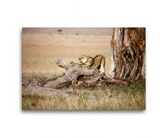 Premium Textil-Leinwand 75 x 50 cm Quer-Format Afrika: Erwachende Löwin | Wandbild, HD-Bild auf Keilrahmen, Fertigbild auf hochwertigem Vlies, Leinwanddruck von Angelika Stern