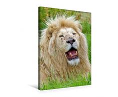 Premium Textil-Leinwand 50 x 75 cm Hoch-Format KATZEN PORTRAITS WeiÃe LÃ¶wen aus Afrika | Wandbild, HD-Bild auf Keilrahmen, Fertigbild auf hochwertigem Vlies, Leinwanddruck von N N