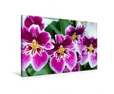 Premium Textil-Leinwand 90 cm x 60 cm quer Miltonia Orchideen