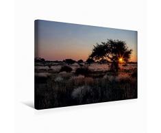 Calvendo Premium Textil-Leinwand 45 cm x 30 cm quer Akazienbaum in der Kalahari-WÃ¼ste in Namibia | Wandbild, Bild auf Keilrahmen, Fertigbild auf echter in Namibia Afrika Orte Orte
