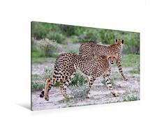 Calvendo Premium Textil-Leinwand 120 cm x 80 cm quer, Geparden-Duo | Wandbild, Bild auf Keilrahmen, Fertigbild auf echter Leinwand, Leinwanddruck: Wildlife in Afrika Orte Orte