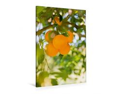 Premium Textil-Leinwand 80 x 120 cm Hoch-Format FrÃ¼chte im Garten | Wandbild, HD-Bild auf Keilrahmen, Fertigbild auf hochwertigem Vlies, Leinwanddruck von Carmen Steinerund Matthias Konrad