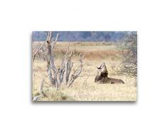 Premium Textil-Leinwand 45 x 30 cm Quer-Format Afrika: Gähnender Löwe, Botswana | Wandbild, HD-Bild auf Keilrahmen, Fertigbild auf hochwertigem Vlies, Leinwanddruck von Angelika Stern