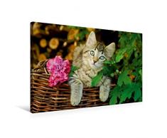 Premium Textil-Leinwand 75 x 50 cm Quer-Format Niedliches junges Kätzchen auf einem Weidenkorb | Wandbild, HD-Bild auf Keilrahmen, Fertigbild auf hochwertigem Vlies, Leinwanddruck von Katho Menden